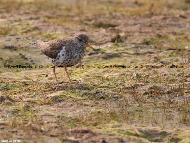 SPSA-BU_Spotted-Sandpiper