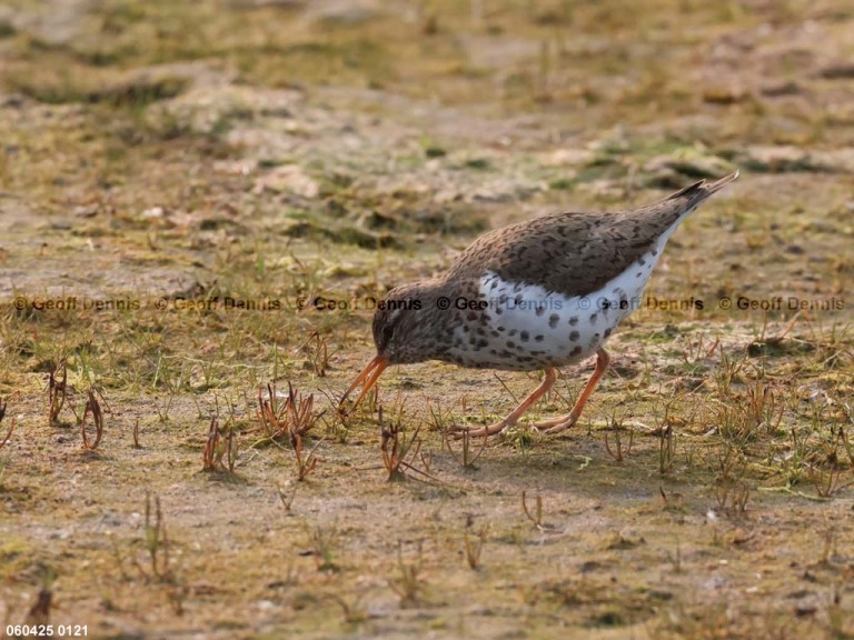 SPSA-BV_Spotted-Sandpiper