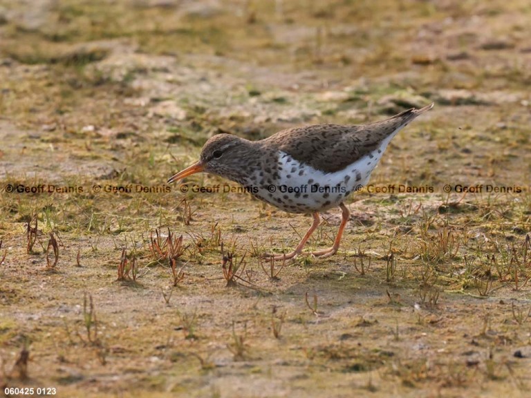SPSA-BW_Spotted-Sandpiper