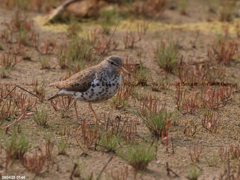 SPSA-BX_Spotted-Sandpiper