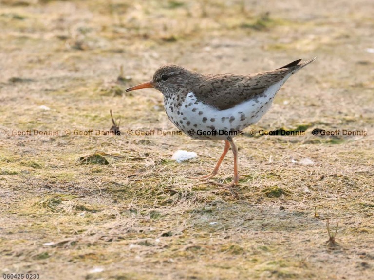 SPSA-BY_Spotted-Sandpiper