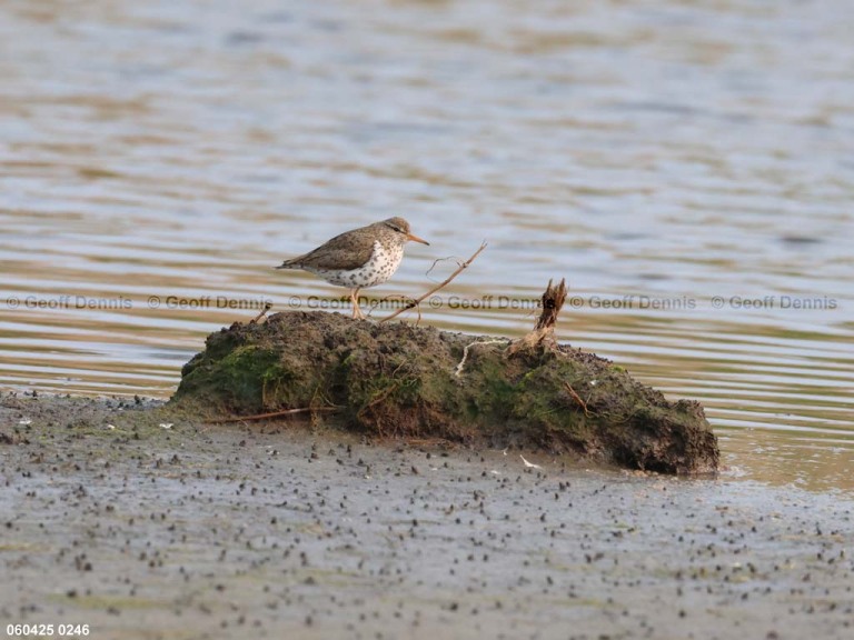 SPSA-BZ_Spotted-Sandpiper