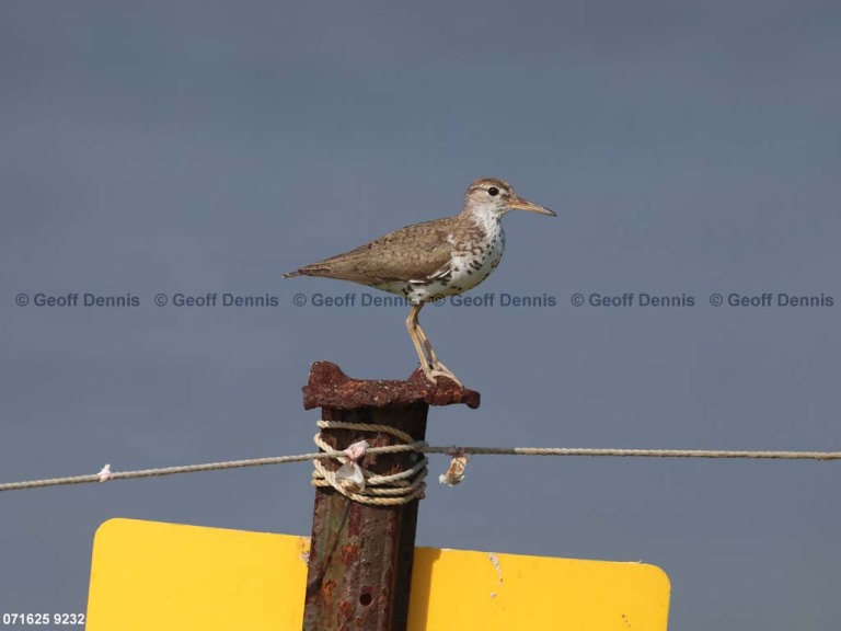 SPSA-CA_Spotted-Sandpiper