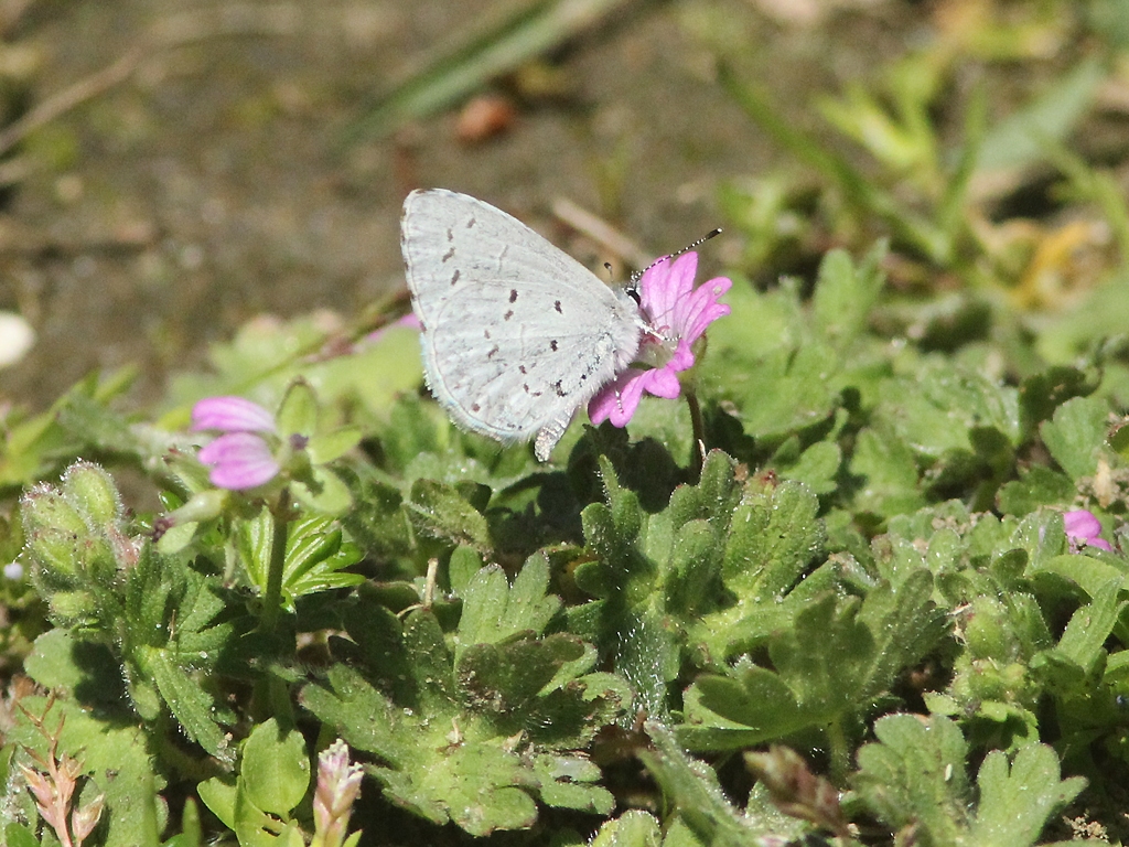 Spring-Azure-AB