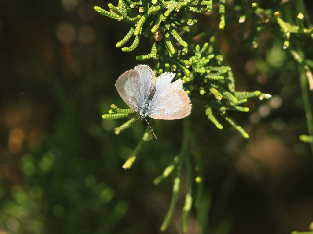 Spring-Azure-AD