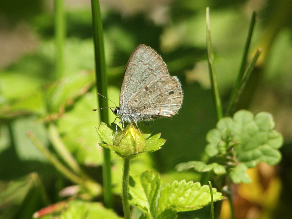 Spring-Azure-AE