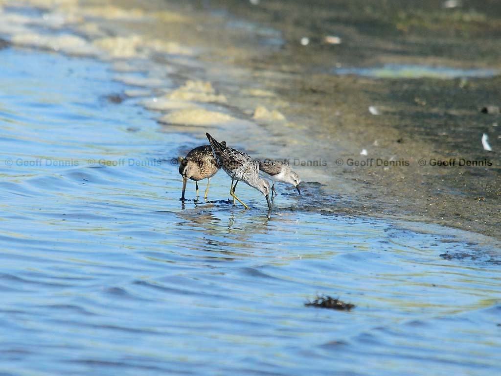STSA-AA_Stilt-Sandpiper