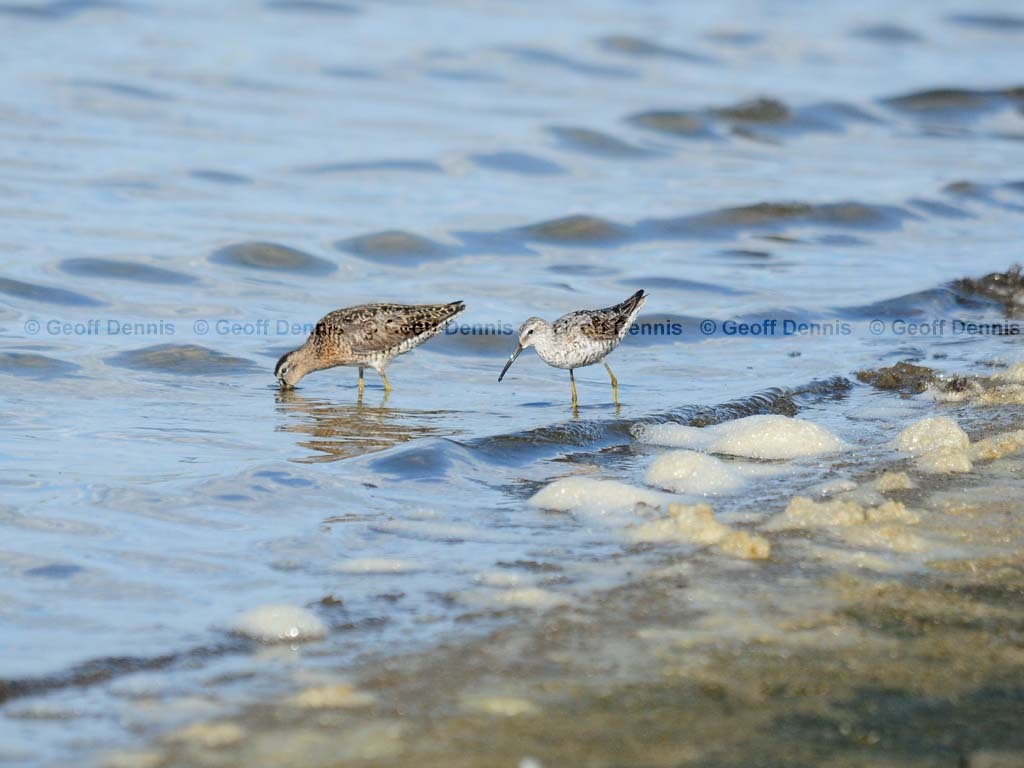 STSA-AB_Stilt-Sandpiper