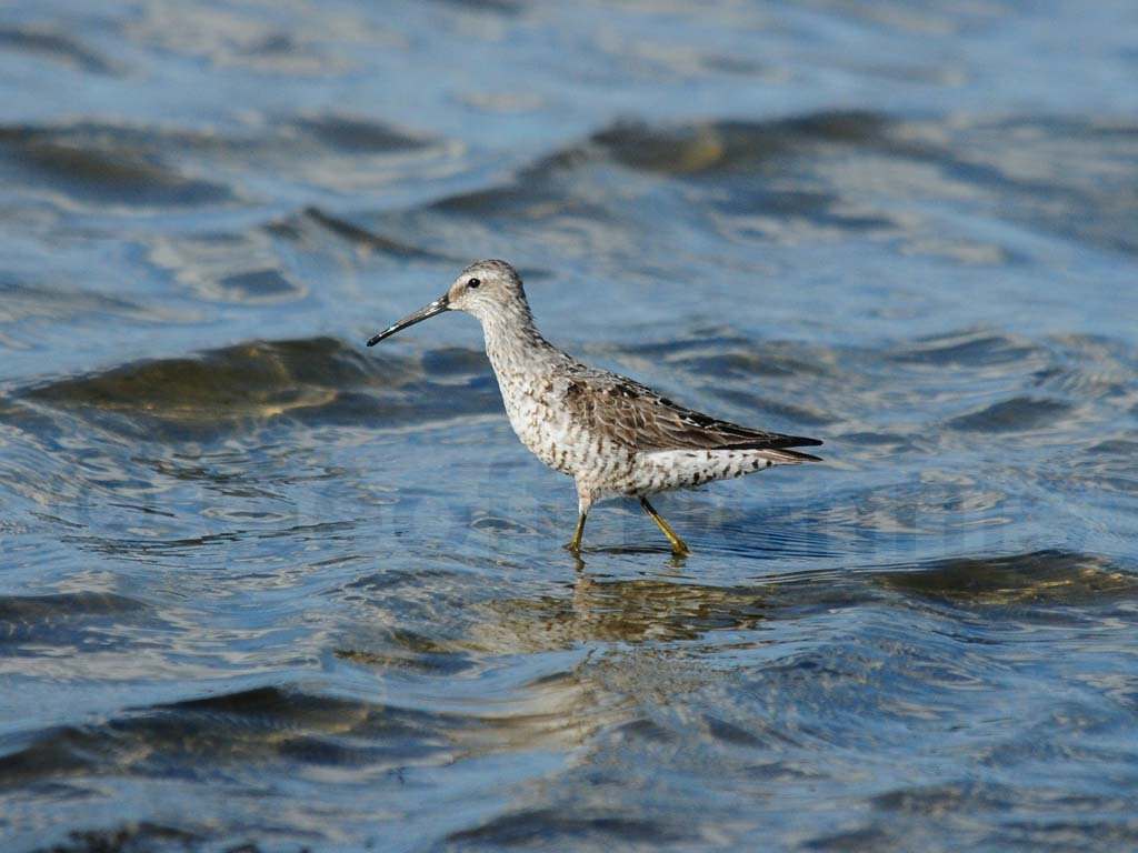 STSA-AC_Stilt-Sandpiper