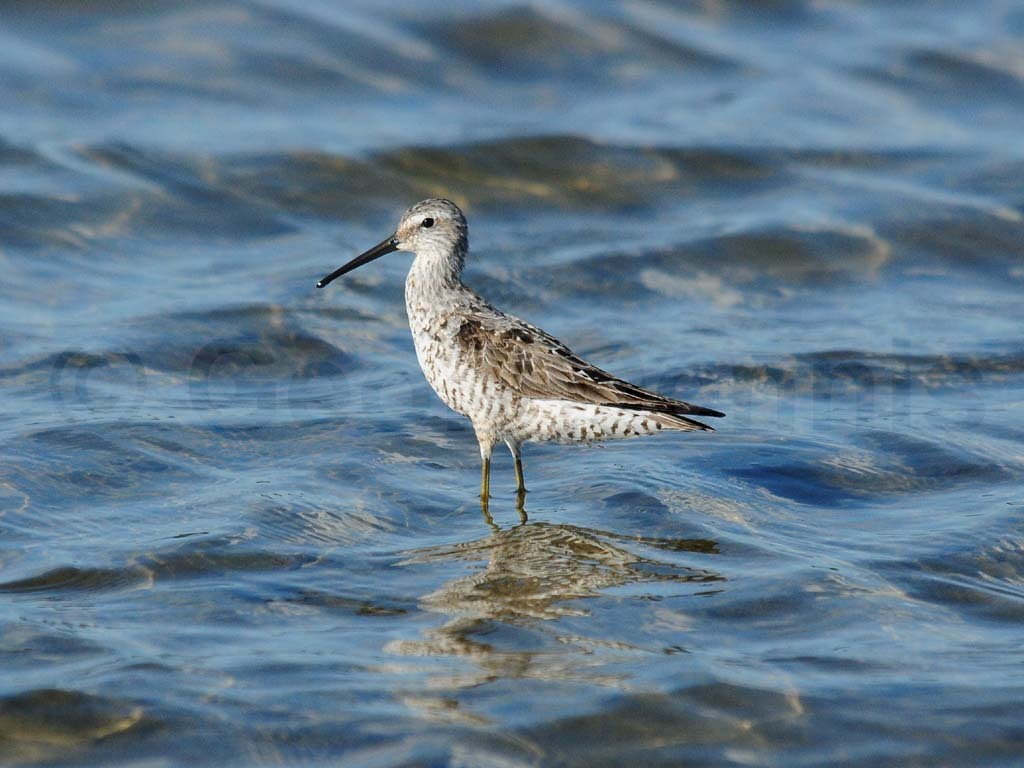 STSA-AD_Stilt-Sandpiper
