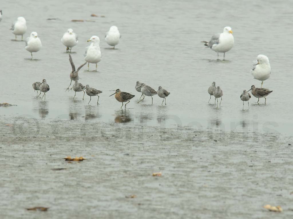 STSA-AE_Stilt-Sandpiper