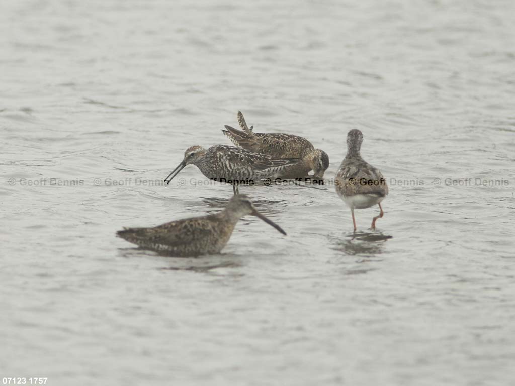 STSA-AF_Stilt-Sandpiper