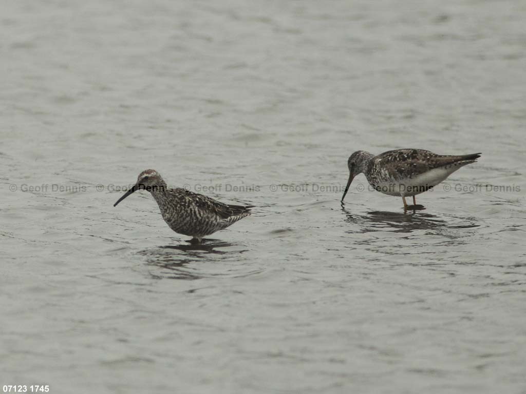 STSA-AG_Stilt-Sandpiper