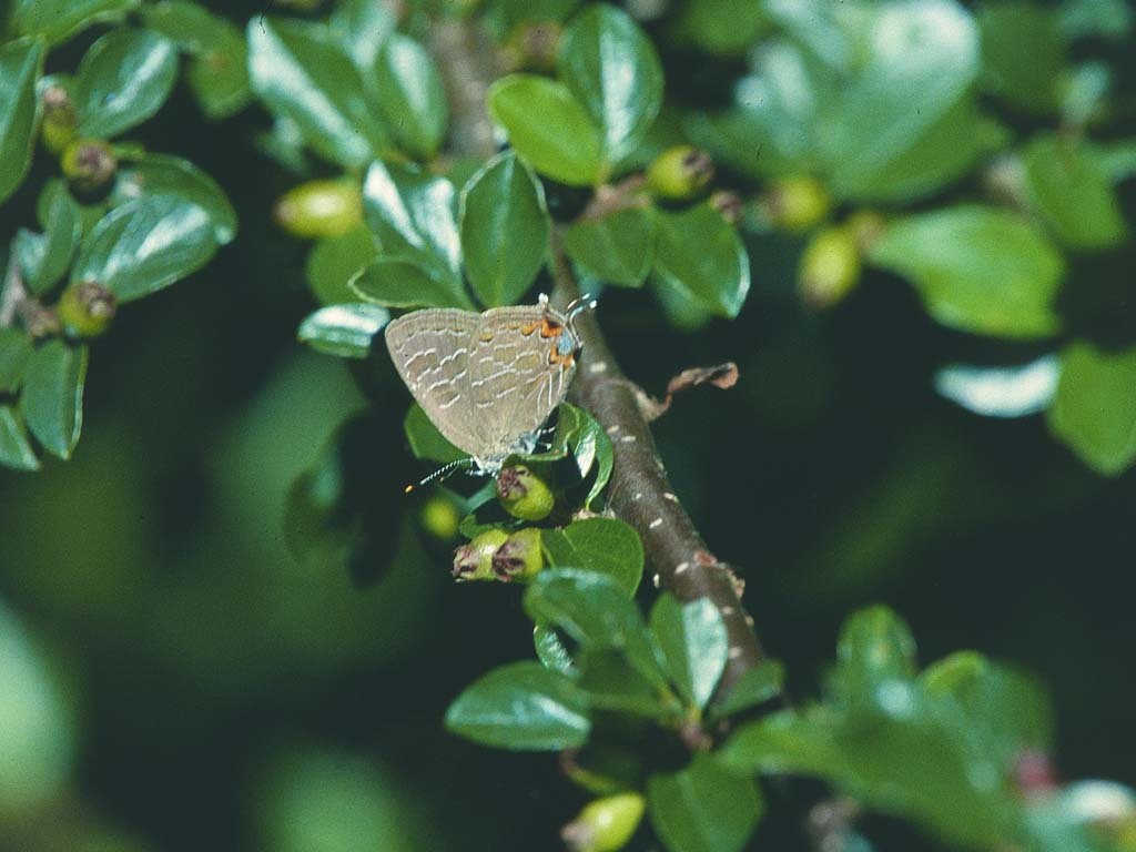 Striped-Hairstreak-AA