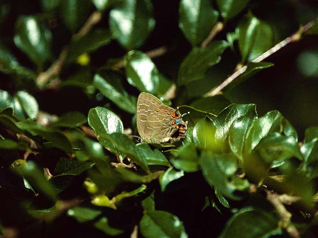 Striped-Hairstreak-AB