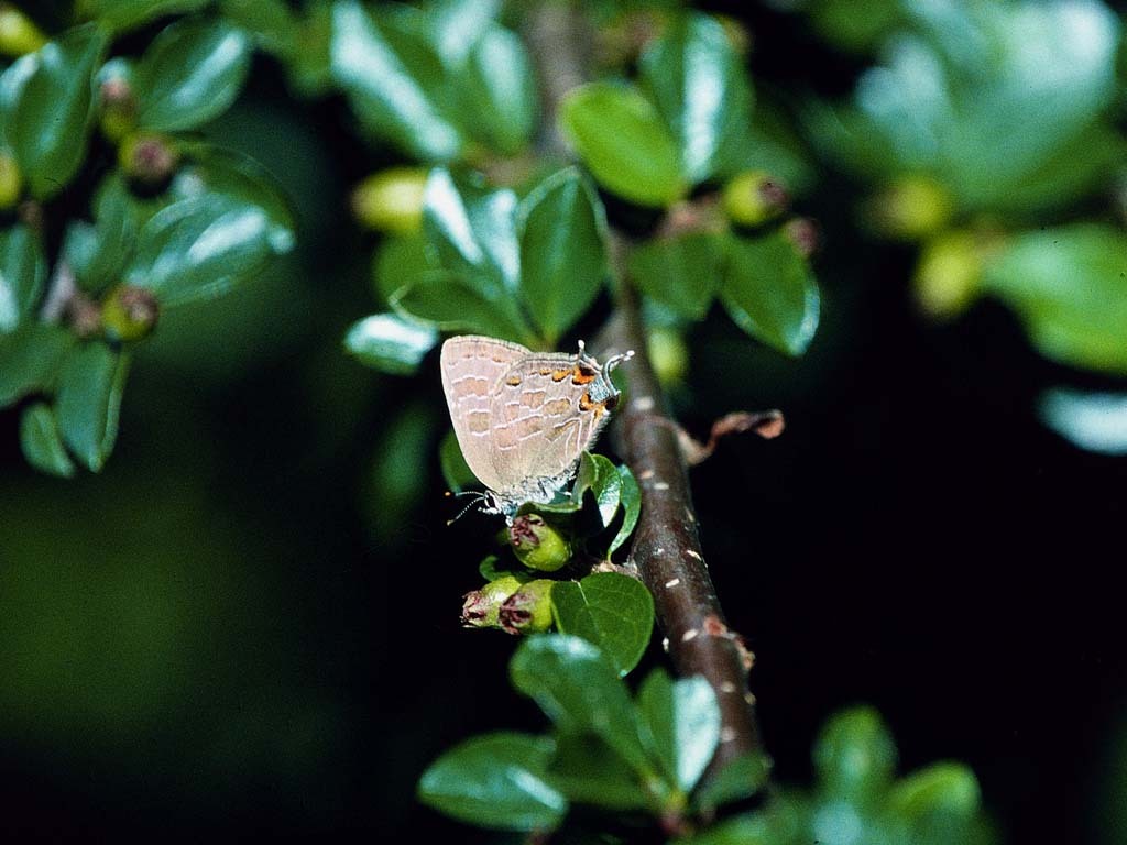 Striped-Hairstreak-AC