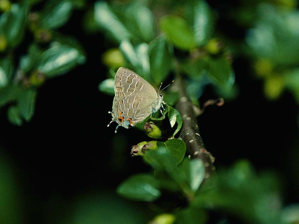 Striped-Hairstreak-AD