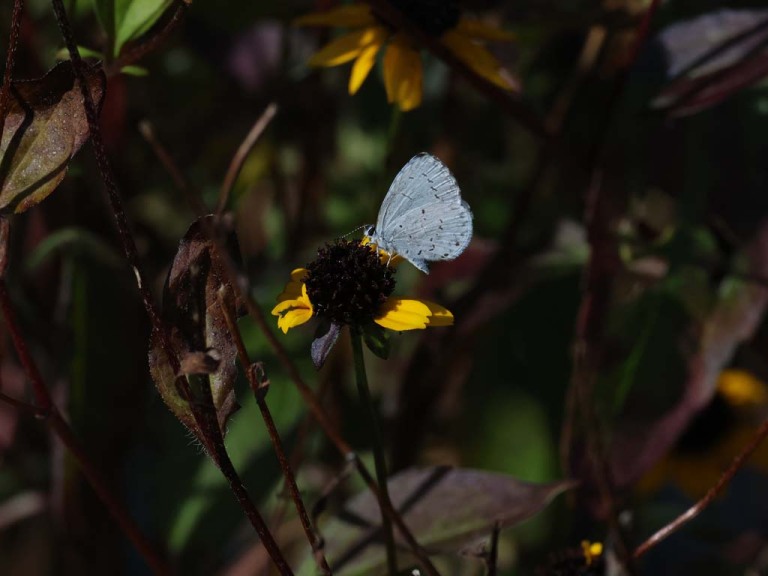 Summer-Azure-AE