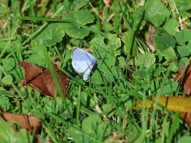 Summer-Azure-AF