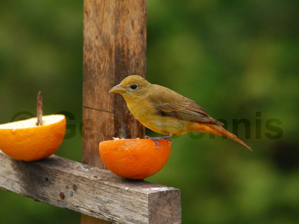 SUTA-AA_Summer-Tanager