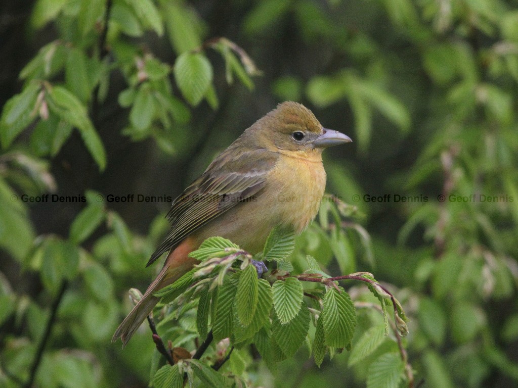 SUTA-AB_Summer-Tanager