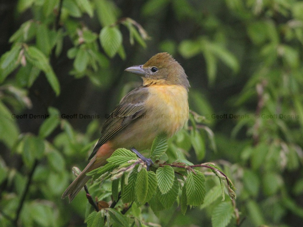 SUTA-AC_Summer-Tanager