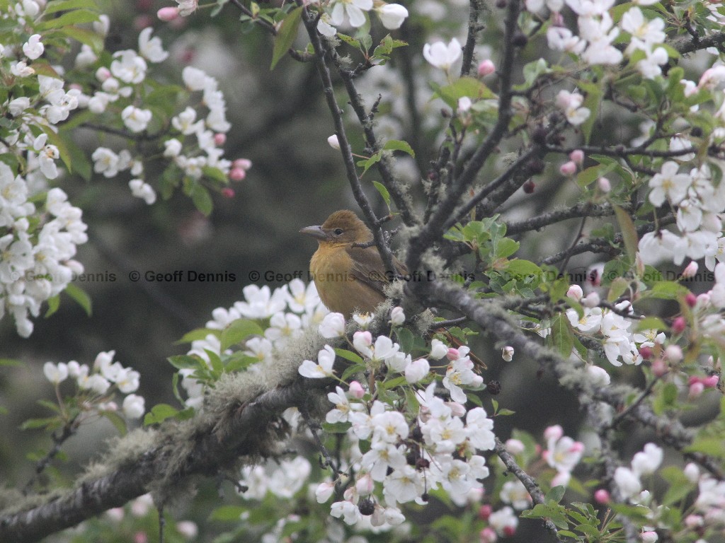 SUTA-AD_Summer-Tanager