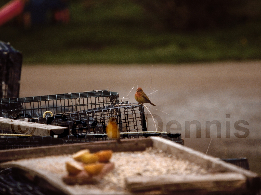 SUTA-AE_Summer-Tanager