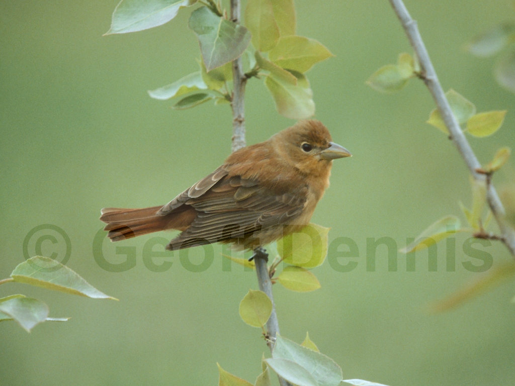SUTA-AF_Summer-Tanager