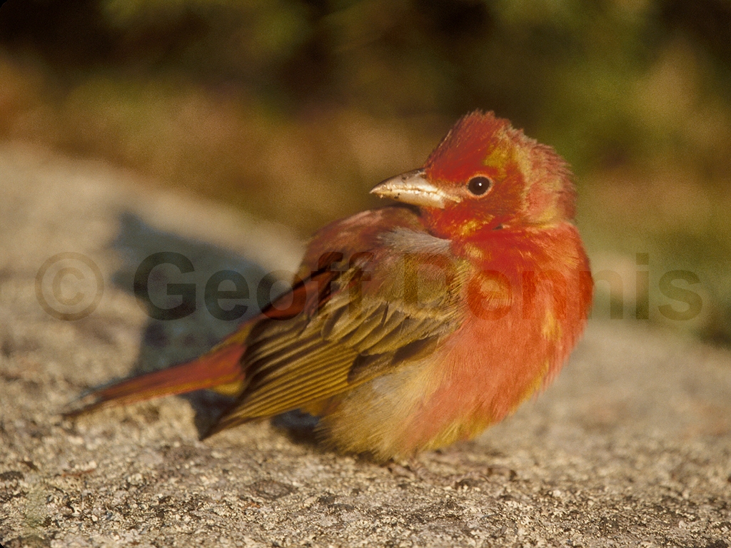 SUTA-AG_Summer-Tanager