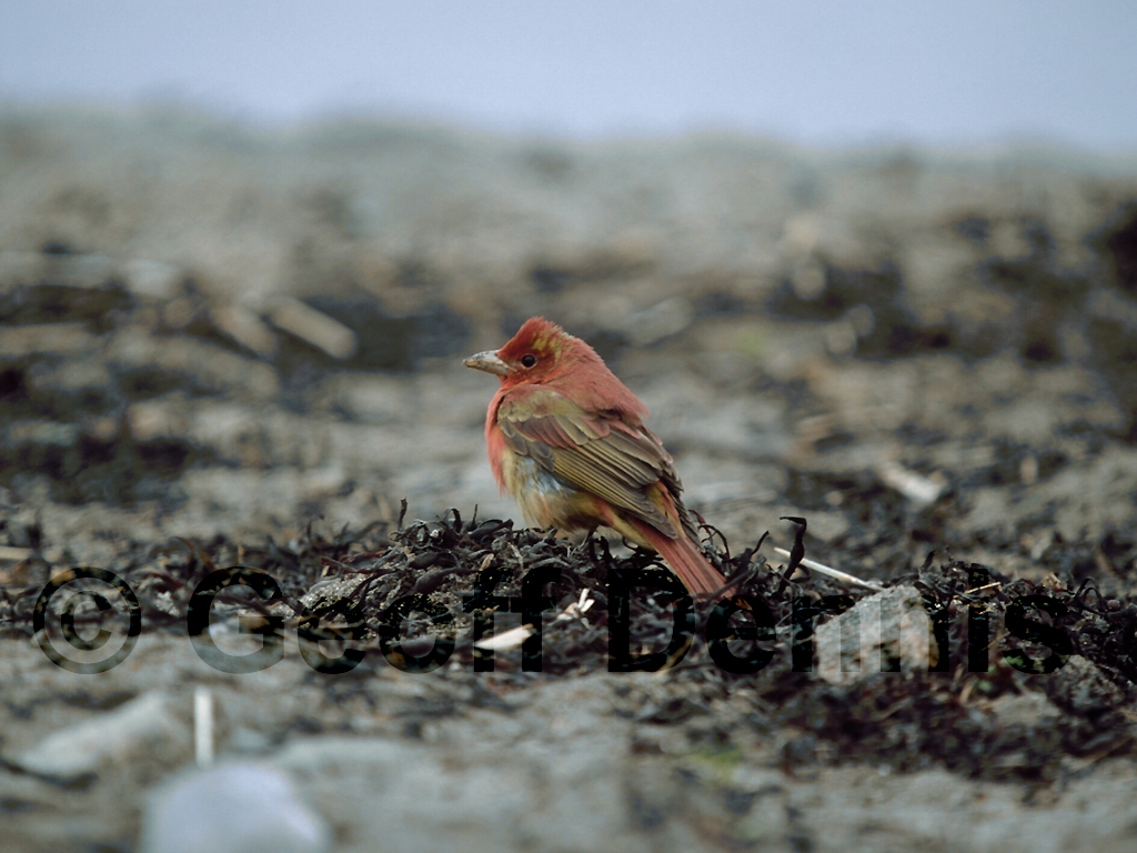 SUTA-AH_Summer-Tanager