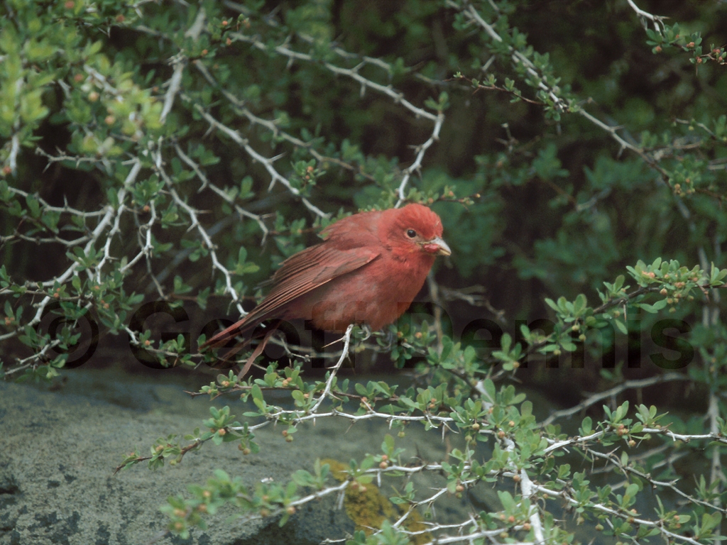SUTA-AI_Summer-Tanager