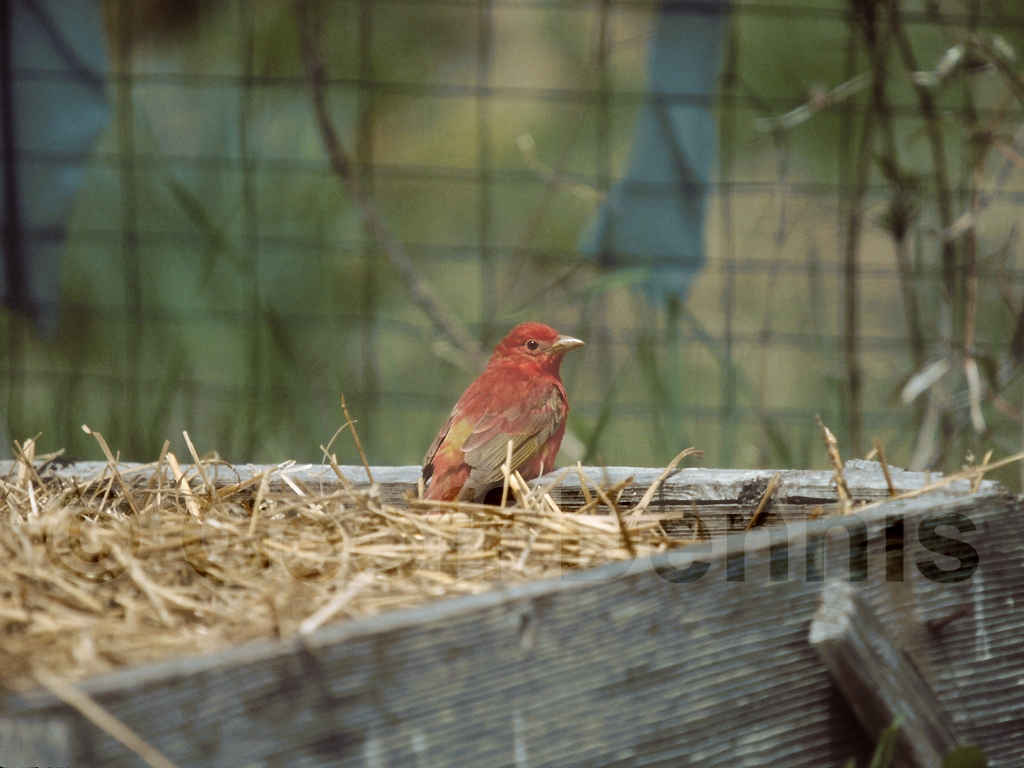 SUTA-AJ_Summer-Tanager