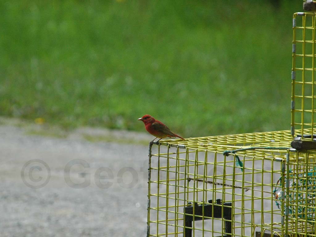 SUTA-AK_Summer-Tanager