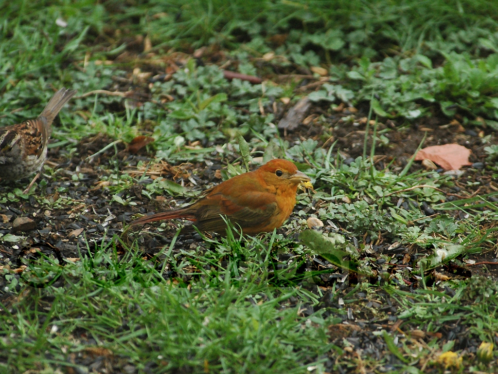 SUTA-AL_Summer-Tanager