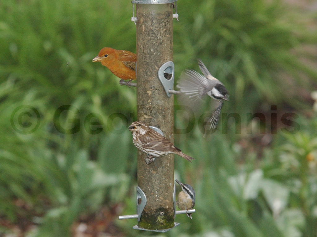 SUTA-AM_Summer-Tanager