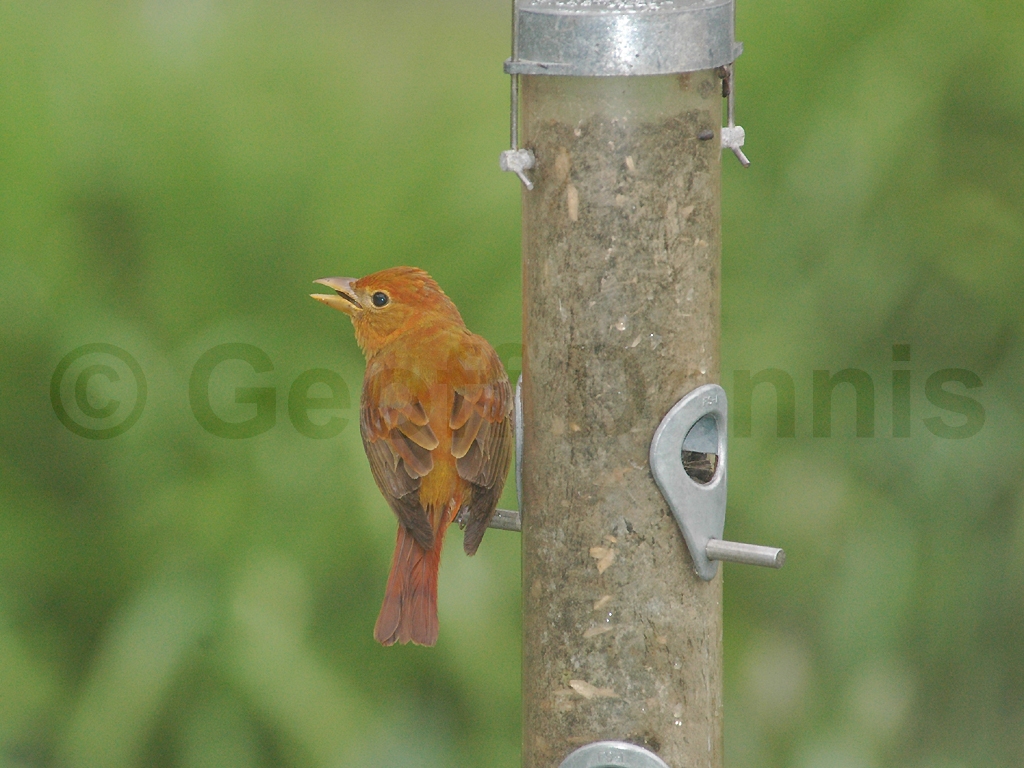 SUTA-AN_Summer-Tanager