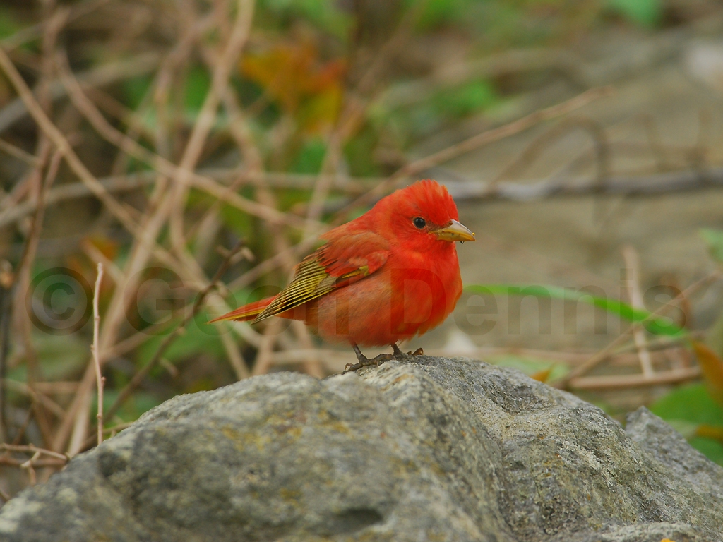 SUTA-AO_Summer-Tanager