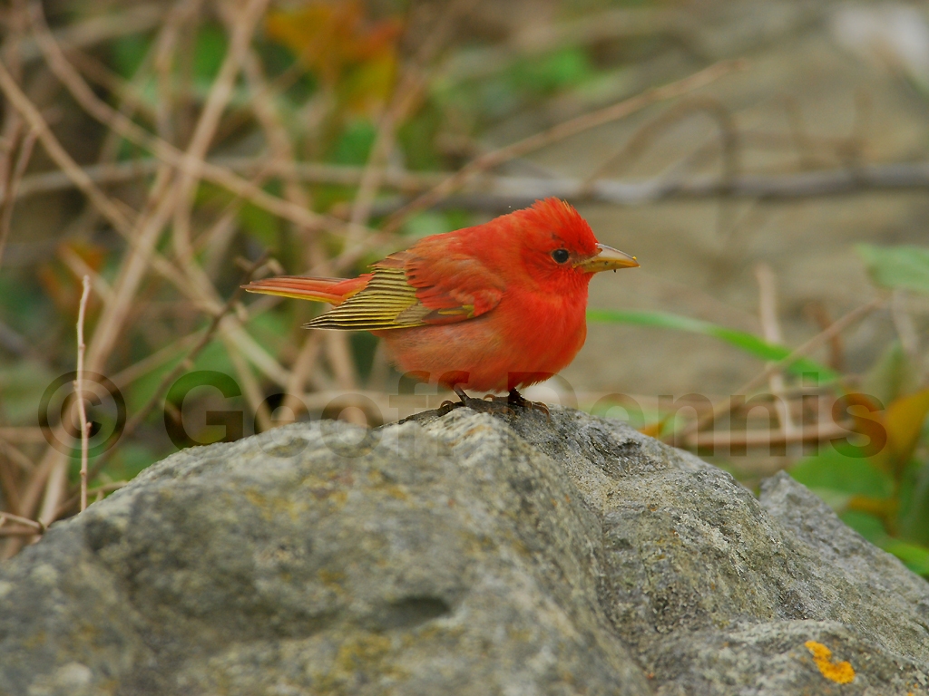 SUTA-AP_Summer-Tanager