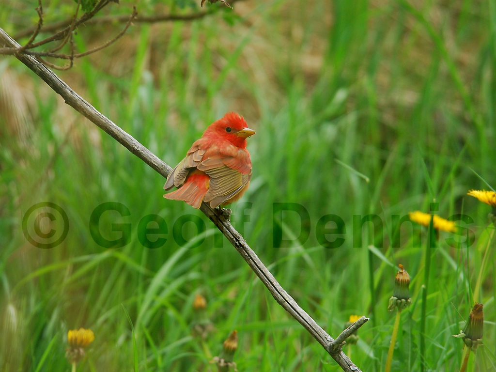 SUTA-AQ_Summer-Tanager