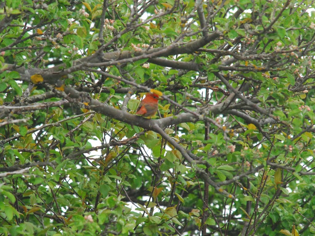 SUTA-AR_Summer-Tanager