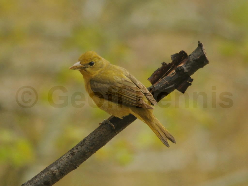 SUTA-AS_Summer-Tanager