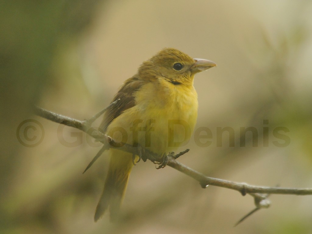 SUTA-AT_Summer-Tanager