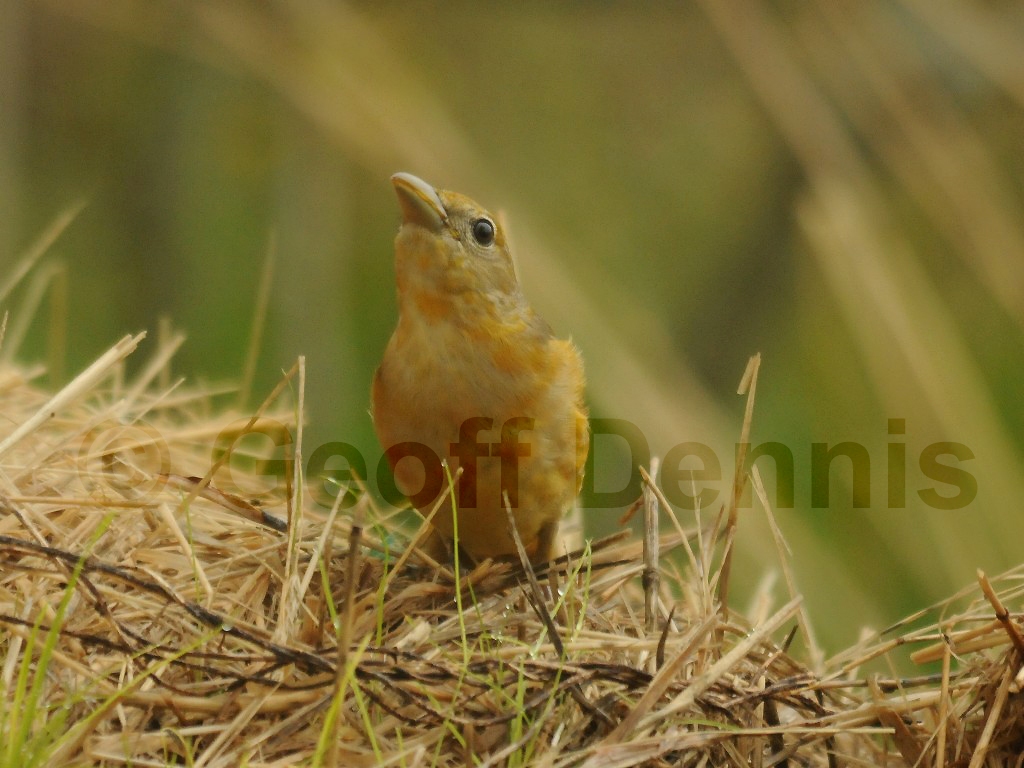 SUTA-AU_Summer-Tanager