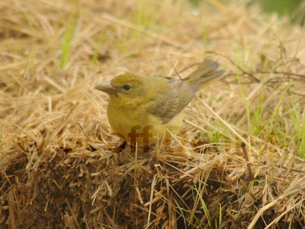 SUTA-AV_Summer-Tanager