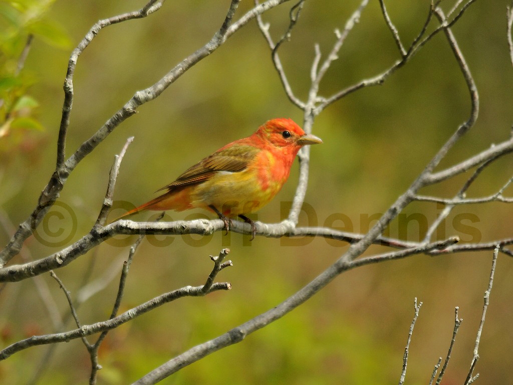 SUTA-AW_Summer-Tanager