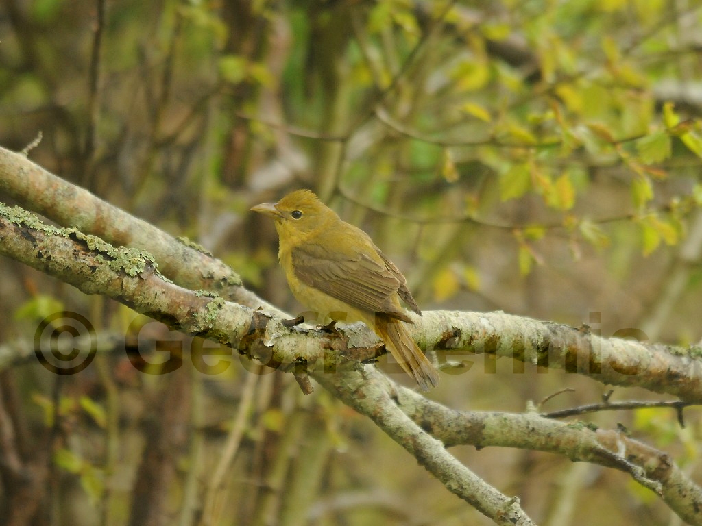 SUTA-AX_Summer-Tanager