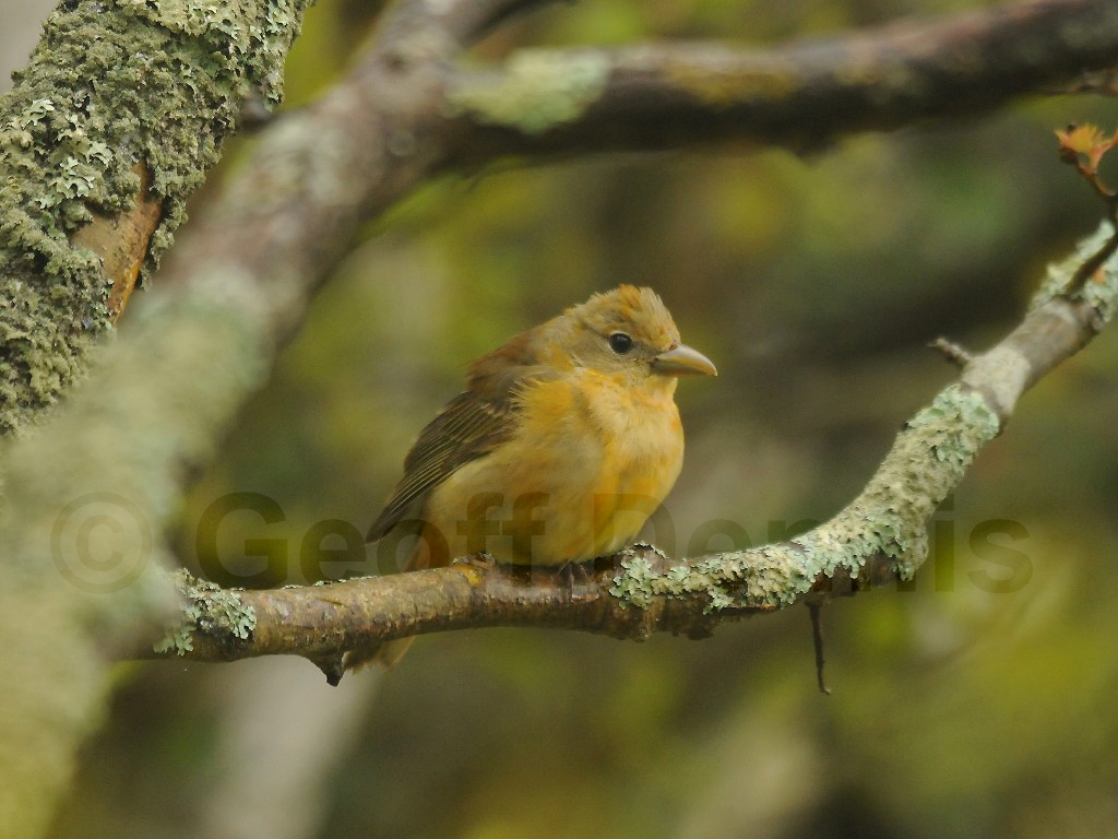 SUTA-AY_Summer-Tanager