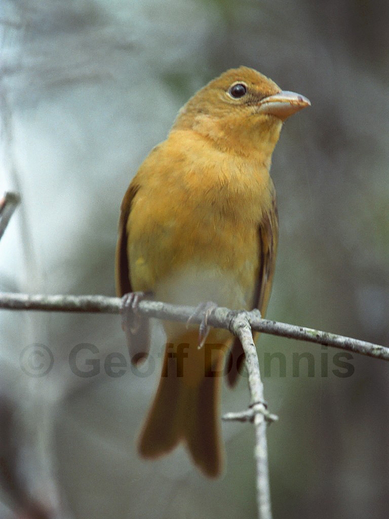 SUTA-AZ_Summer-Tanager