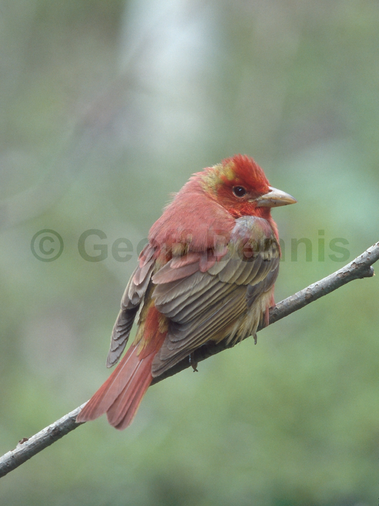 SUTA-BA_Summer-Tanager